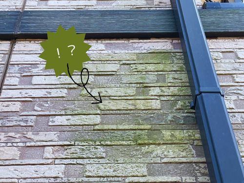 福島市にお住いの皆さんへ！外壁にコケ発見⁉放っておくと意外とコワイ…！